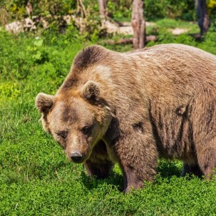 Kehren die Braunbären zurück nach Nordspanien?