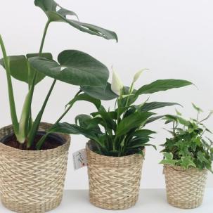 Zimmerpflanzen filtern Umweltgifte