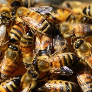 Erfolg bei Bienenkrankheit