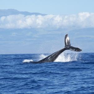 Walfang in Island wegen Corona gecancelt