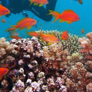 Sanierte Korallenriffe wachsen