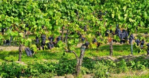  Trotz Flutwelle: Weinlese im Ahrtal 