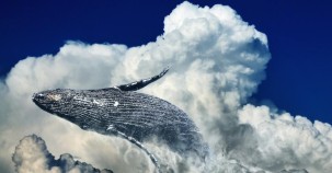 Population der Finnwale hat sich erholt 