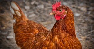 Hühner machen Altenheim-Bewohner glücklich 