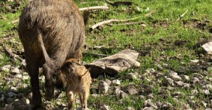 Auswilderung der kleinsten Wildschweinart geglückt 