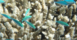 Riesenkoralle im Great Barrier Reef entdeckt 