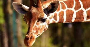 Giraffen-Rettung via Floss