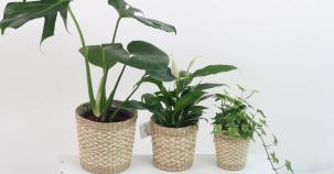 Zimmerpflanzen filtern Umweltgifte 