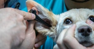 Berliner Tierärztin versorgt kostenlos Tiere von Bedürftigen 