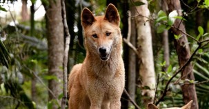 Verschollene Hochland-Dingos wiedergefunden 