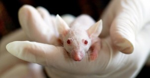Laborversuche ohne Tiere 
