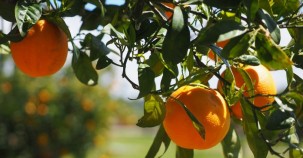 Strom durch reife Orangen 