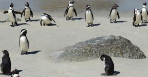 Schutzzonen für bedrohte Pinguine 
