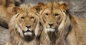 Keine Löwenzucht mehr in Gefangenschaft 
