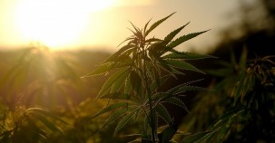 Cannabis als Krebstherapie