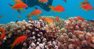 Sanierte Korallenriffe wachsen 