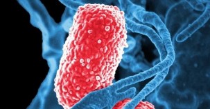 Bakteriengift lässt Wunden schneller heilen 