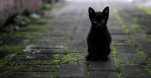 Schornsteinfeger setzen sich für schwarze Tierheim-Tiere ein