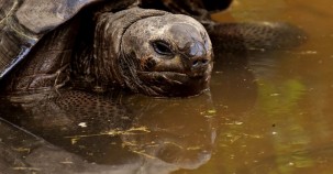 Vom Aussterben bedrohte Schildkrötenart entdeckt 