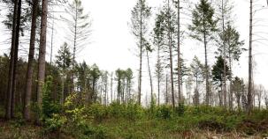 Viele neue Bäume für den Harz