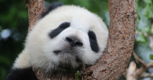 Der Pandabär gilt nicht mehr als gefährdet 