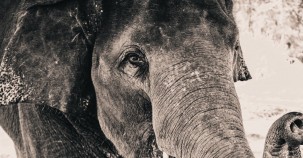 Einsamer Elefant nach Jahren der Gefangenschaft befreit 